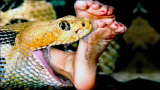 20 Most Dangerous Snakes in the World You Wont Believe Actually Exist