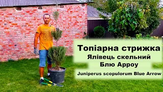 Топіарна стрижка Ялівець скельний Блю Арроу / Topiary Juniperus scopulorum Blue Arrow