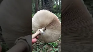 The Parasol Mushroom #forager #foraging #mushroom #mushrooms