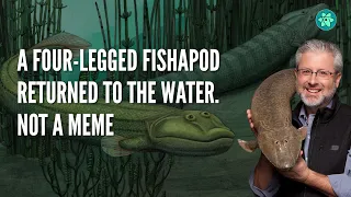 A four-legged fishapod returned to the water. Not a meme