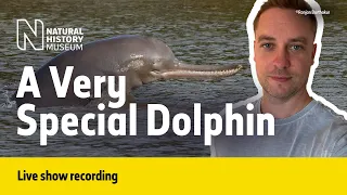 What’s so special about the Ganges river dolphin? | Live Talk with NHM Scientist