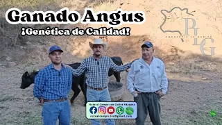 Ganado Angus