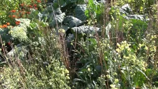 Our Amazing Organic Garden Survived a Killing Frost!