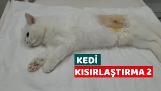 Yavru Kedilerimizi Kısırlıştırdık (Tüm Kedilerimiz Kısırlaştı )