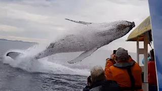 Whale jumps out of nowhere during sight seeing tour.