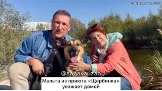 Мальта из приюта «Щербинка» уехала домой! Проект Собака Юзао