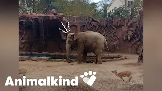 Hero elephant rescues antelope from drowning | Animalkind