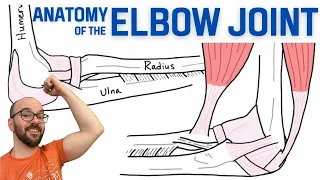 Anatomy of the Elbow Joint