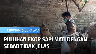 Puluhan Ekor Sapi Mati dengan Sebab Tidak Jelas | Liputan 6 Surabaya