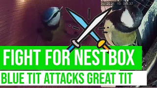 FIGHT FOR NESTBOX - Blue tit attacks great tit / 2020 nesting season