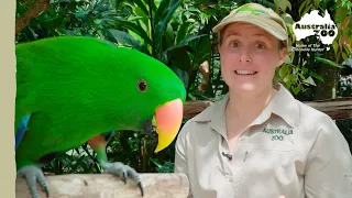 Help us find some of our elusive birds! | Australia Zoo Life