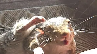 Listen to the way this Squirrel talks to me.#squirrel #animal #squirrelfriend #cute