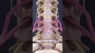 Cervical Nerve Anatomy