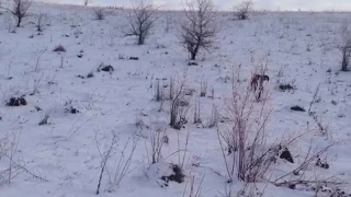 Охота на зайца с щенком Дратхаара. Hunt for a hare with a puppy drathaara.