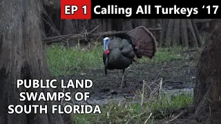 Swamp Gobbler Hunting In South Florida - Public Land Hunting - Calling All Turkeys