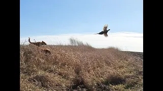 Good Dogs and Good Pheasant Hunting in Iowa 2023