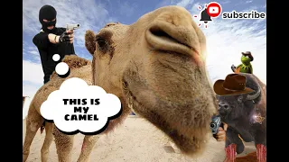 Camel Thief or Conscientious Driver Animals wildlife
