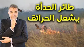 طائر الحدأة: ماذا أمر النبي الكريم بشأنه؟ | عبدالدائم الكحيل