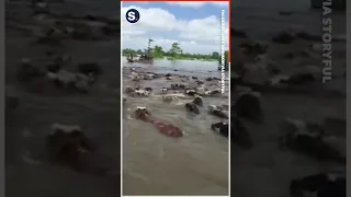 Cowboys Save Hundreds of Cattle Stranded by Flooding