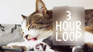 🎧 ASMR Cats Grooming #89 (3 hour loop)