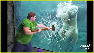 كسر زجاج الدب القطبي .. لم يكن الزجاج قوي بما فيه الكفاية لن تصدق ماذا حدث .. ستنصدم