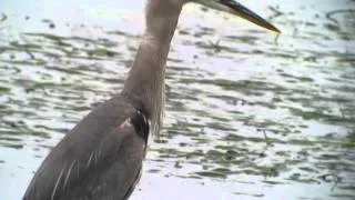 Great Blue Swallowing green snake