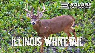 RUTTING BUCKS in Illinois!