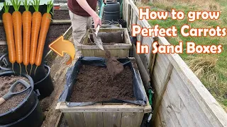 How to Grow Fantastic Carrots in Sand Boxes