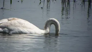 Mute Swan