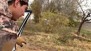 Ястреб тетеревятник охота  Hawk hunting Xon_falconry