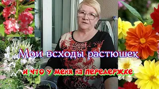 Готовлю растюшки к высадки в грунт.