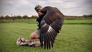 Imprinting my female Golden Eagle. THE DAKOTA PROJECT