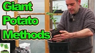 How I Grow Giant Potatoes