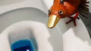 Blue pee at the airport ?! - DABCHICK