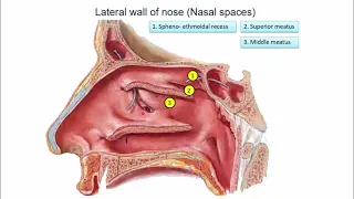 Nose and pharynx