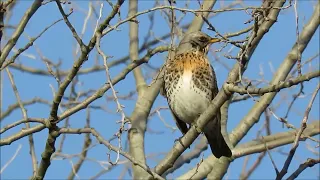 Fieldfare / Wacholderdrossel