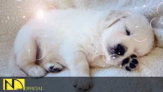 10 Hours Calming Sleep Music 💖 Stress Relief Music, Insomnia, Relaxing Sleep Music ♬ Dog Loves Baby
