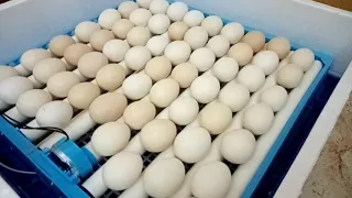 INCUBATING CHICKEN EGGS FOR THE FIRST TIME!