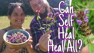 Self Heal - Everything You Need To Know & How to Use This Healing Wild Herb 🌿 (prunela vulgaris)