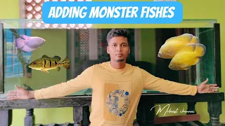 🤩🤯புது மீன் வாங்கிட்டேன் 🔥🤩|for our 6feet monster fishtank #aquarium #tamil #kolathur #fish