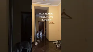 Отдам собаку в хорошие руки