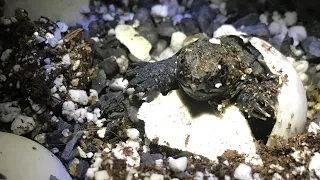 Snapping Turtle Egg Recovery, Incubation and Hatching