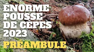 Préambule d'une énorme pousse : les signes ! Saison des cèpes 2023 #cèpes #champignons