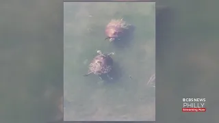 Local Comedian Takes Viral Video Of Turtles Doing Courtship Ritual At Heinz Wildlife Refuge