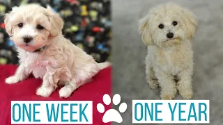 MALTIPOO PUPPY GROWING UP: from 1 week to 1 year | Rosco's Journey from Puppy to Full Grown