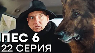 Сериал ПЕС 6 - 6 сезон - 22 серия - ВСЕ СЕРИИ смотреть онлайн | СЕРИАЛЫ ICTV