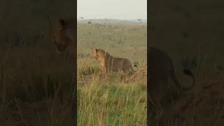 Lion kills a buffalo @explorewildlifeafrica-adve917