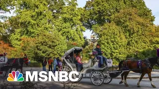 Growing calls to ban horse carriages in New York City