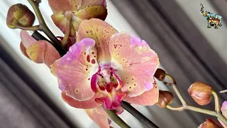 Орхидеи от @zeboorhids на 8 марта 💖😜, долгожданная РАСПАКОВКА🔥 #phal #orchid #цветениеорхидей