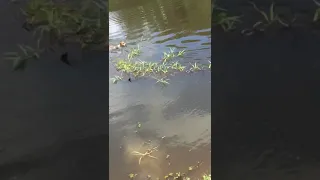 Cachorro sendo atacado por Jacaré